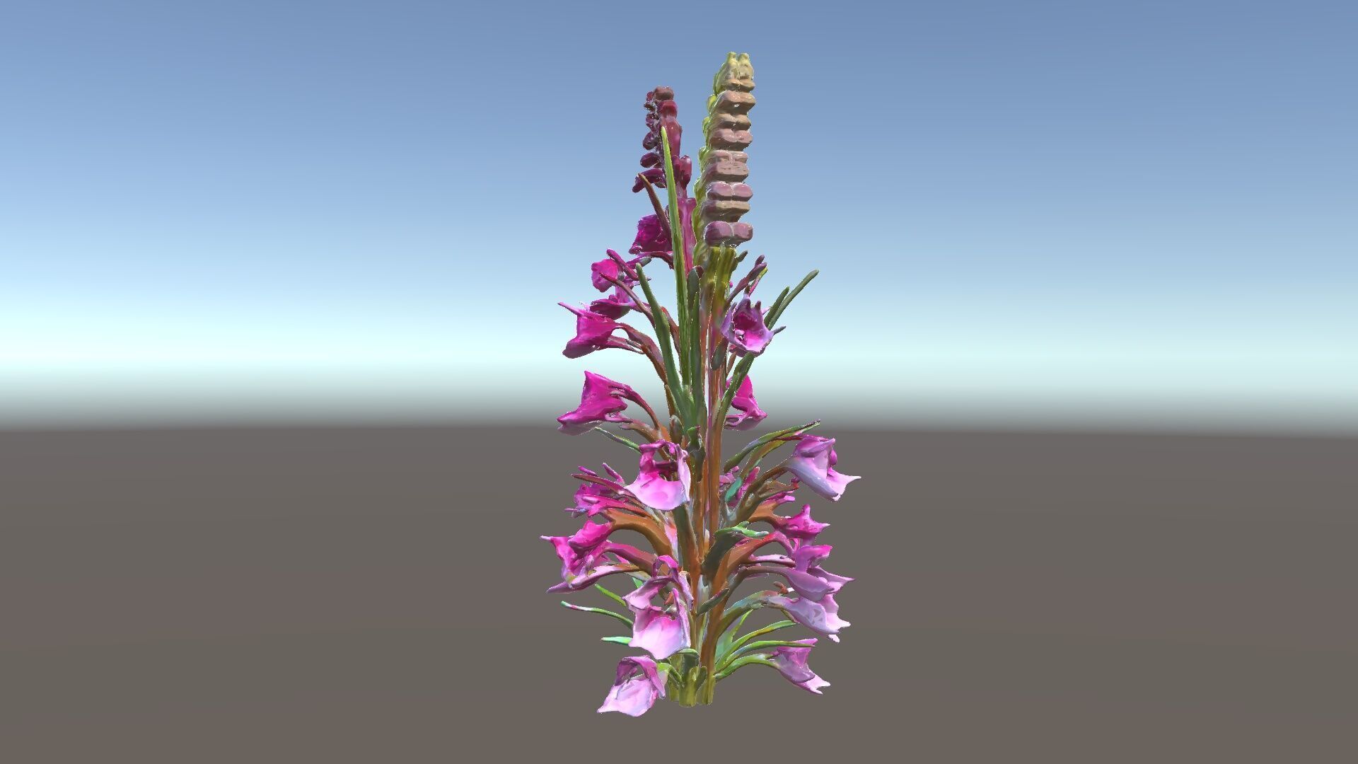 Realistic Wildflower Model Pack Low-poly 3D model_34