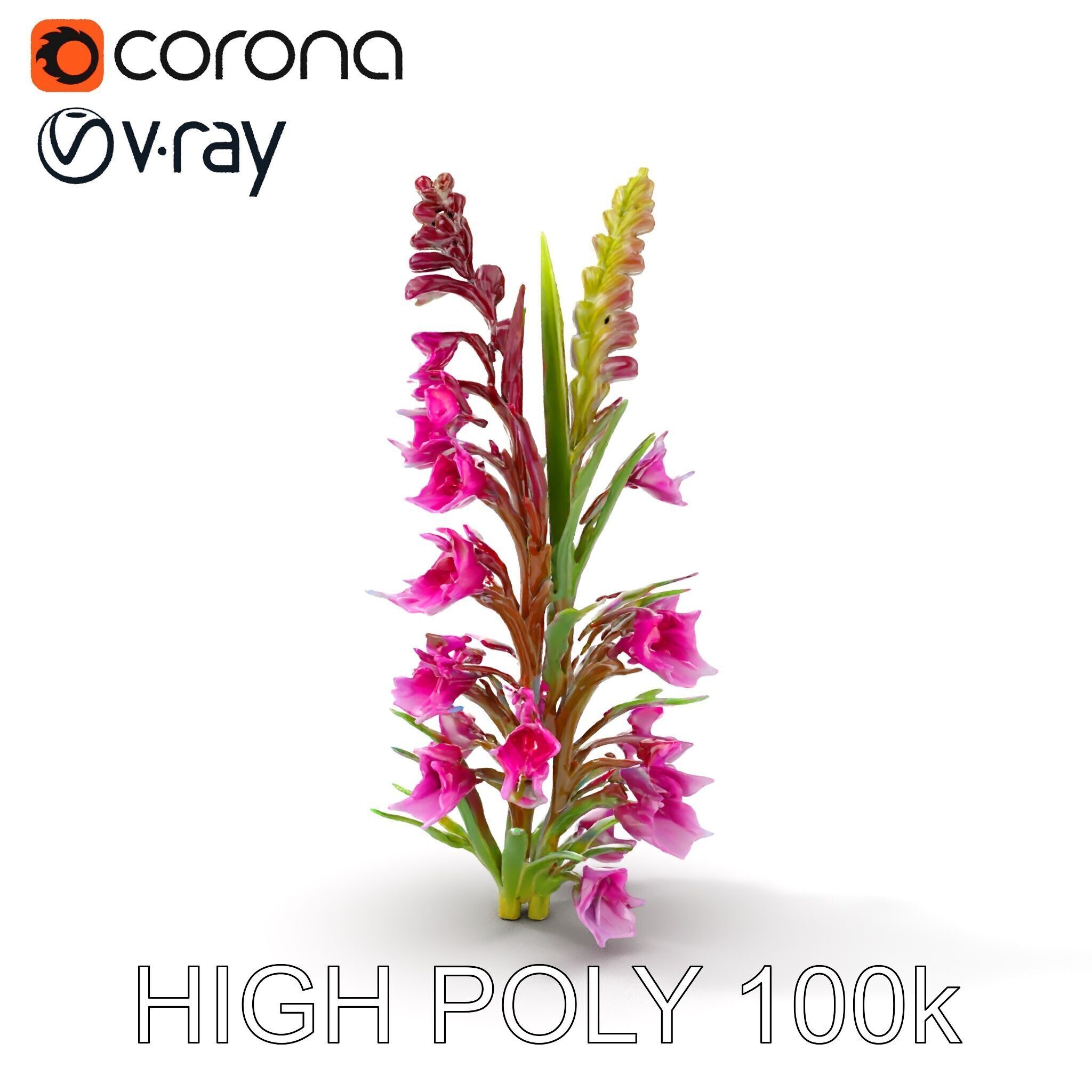 Realistic Wildflower Model Pack Low-poly 3D model_17