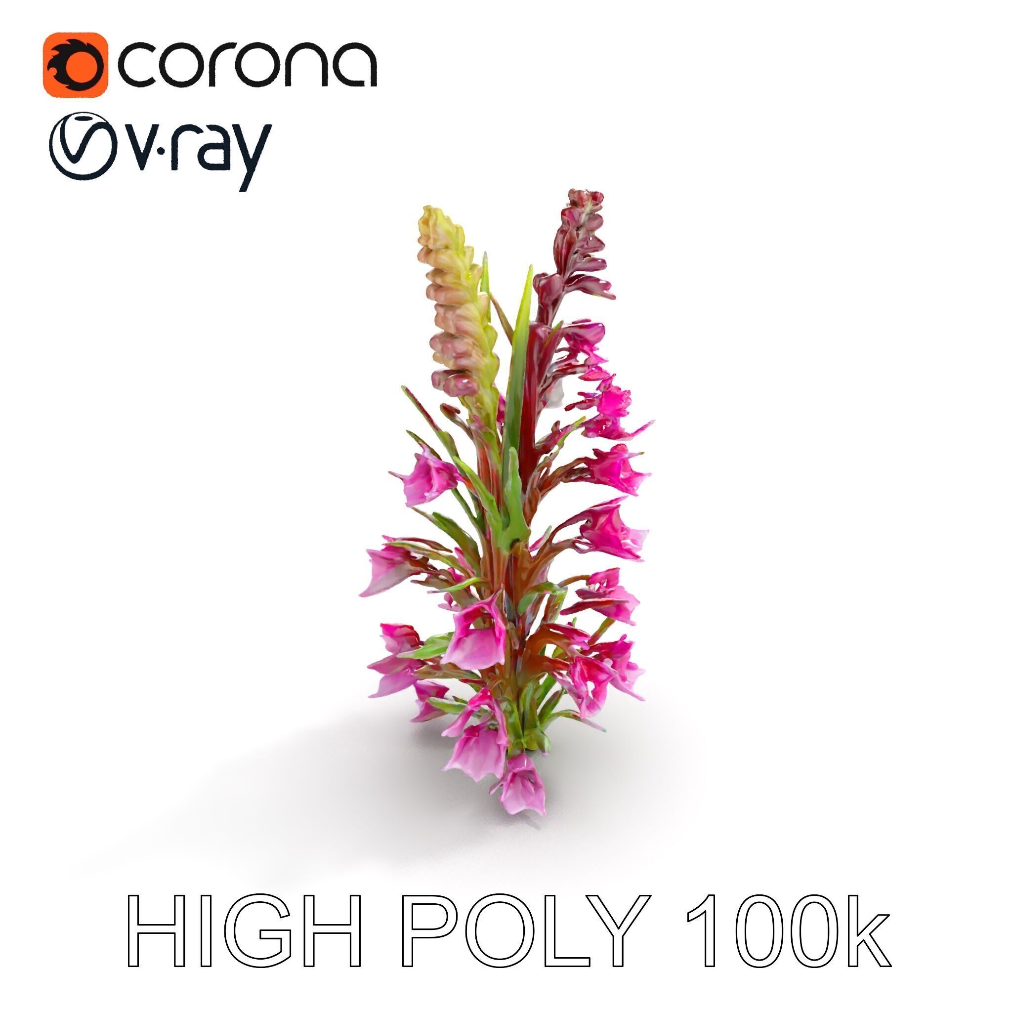 Realistic Wildflower Model Pack Low-poly 3D model_11