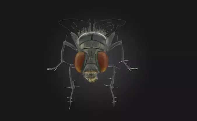 Fly Close Up  Intricate Details of a Tiny World 3D model
