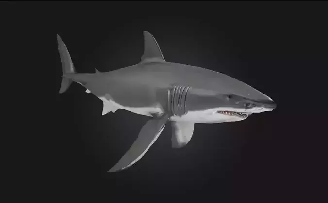 Great White Majesty  Apex Power Beneath the Waves