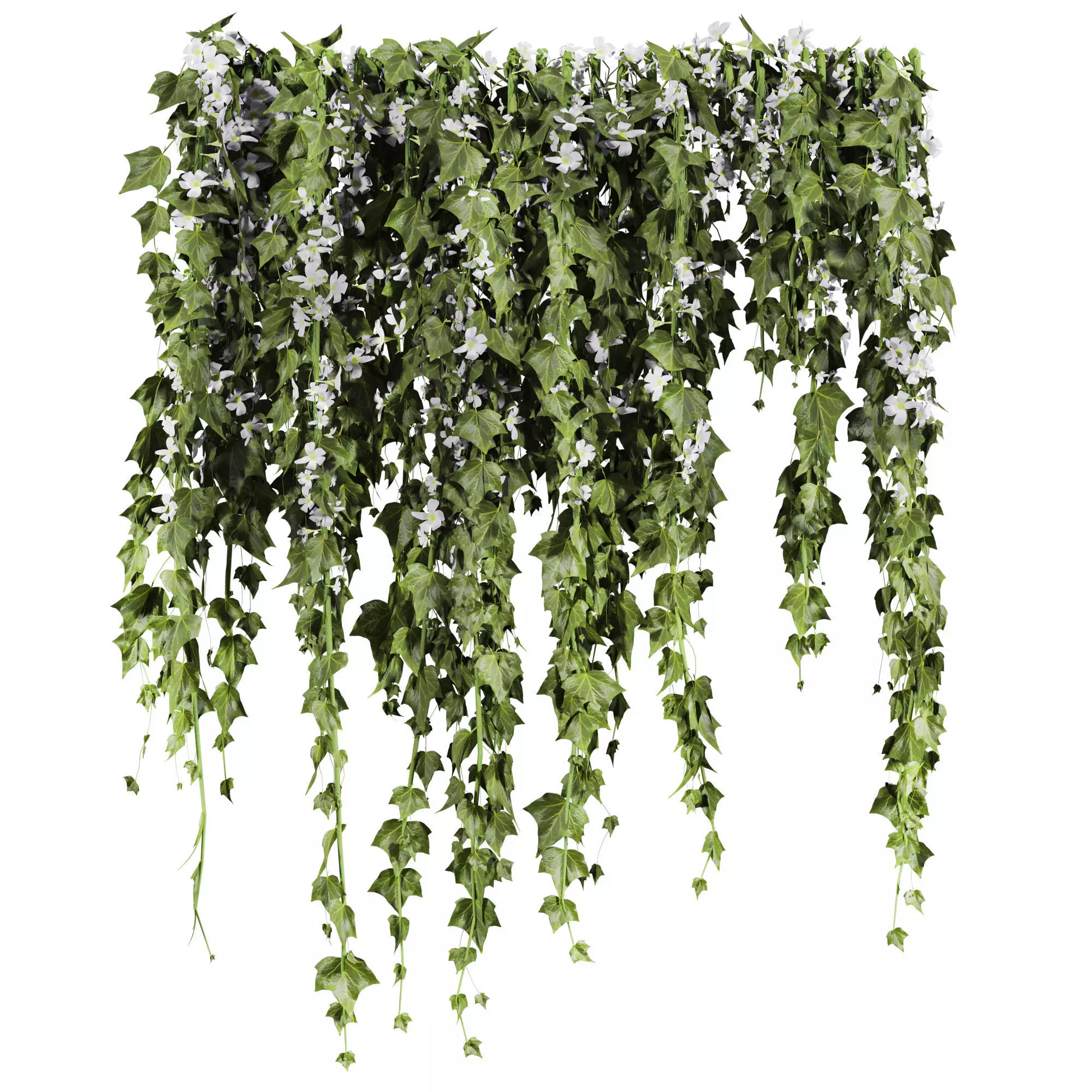 ivy plants 3D model_0
