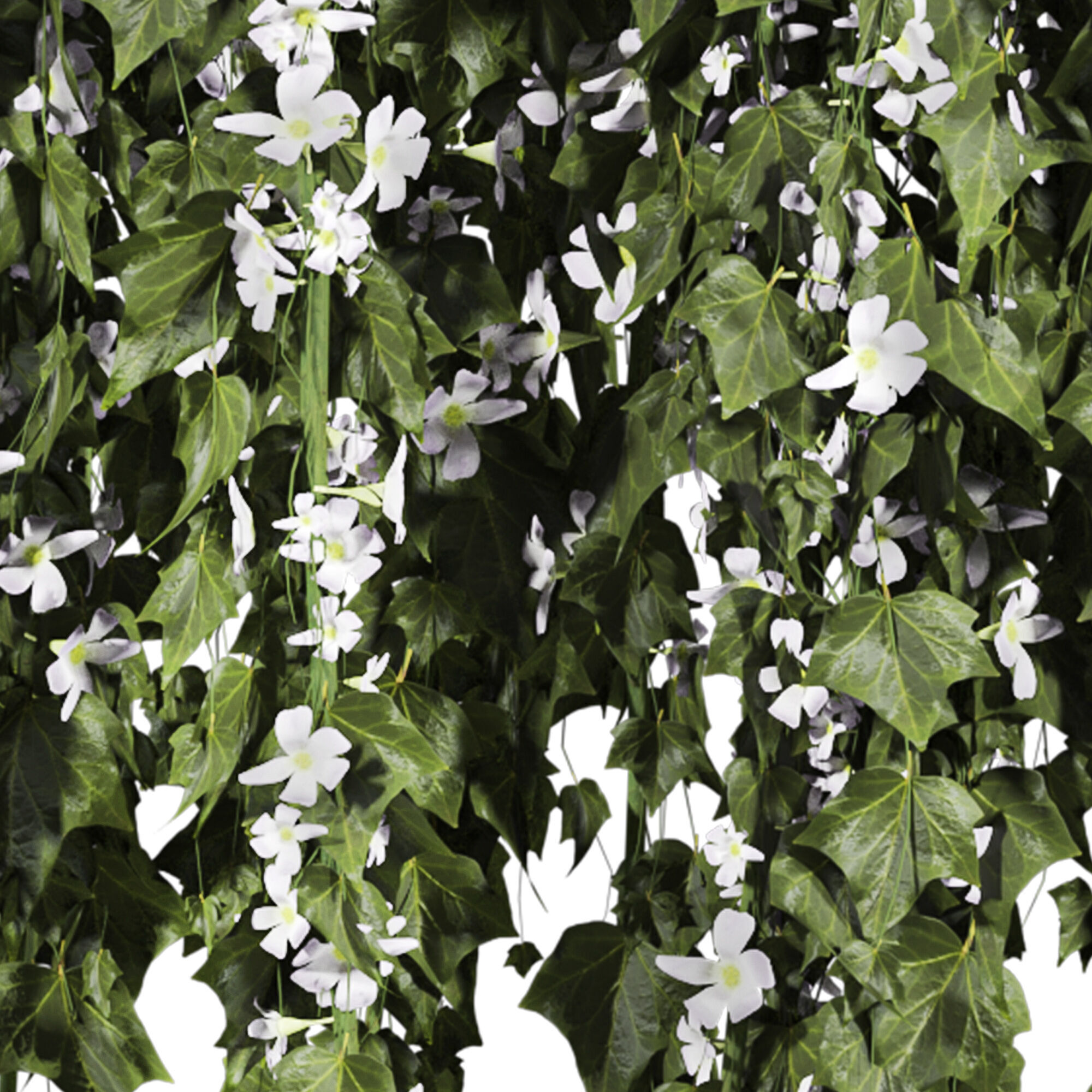 ivy plants 3D model_1