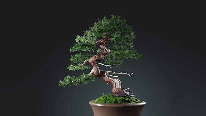 Bonsai - Chinese Juniper Bonsai Low-poly 3D model