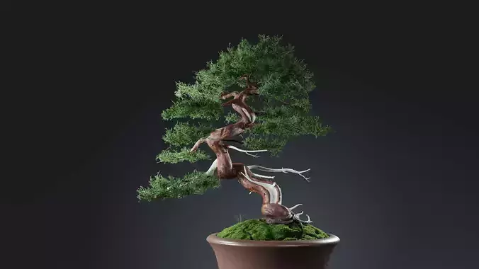 Bonsai - Chinese Juniper Bonsai