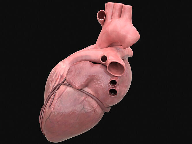 Human Heart PBR Low-poly 3D model