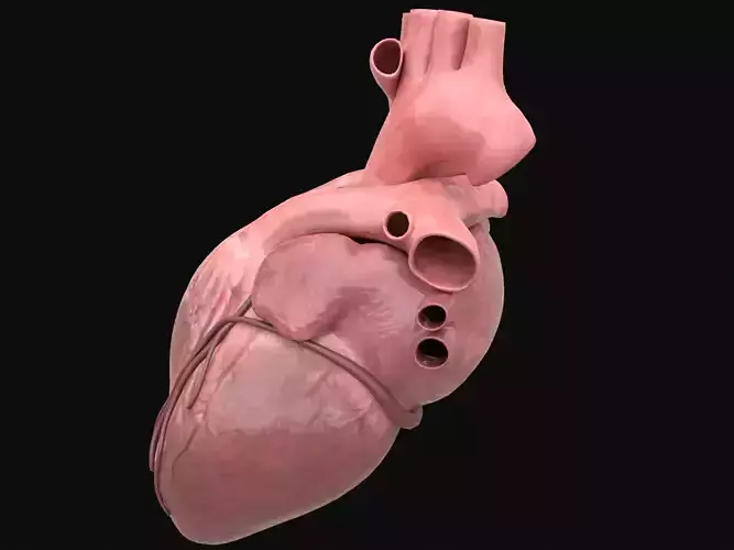 Human Heart PBR