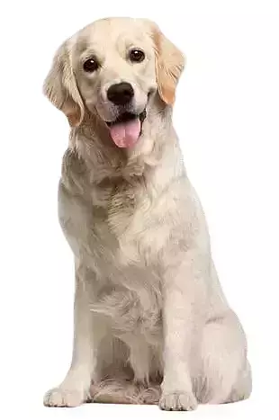 cute dog