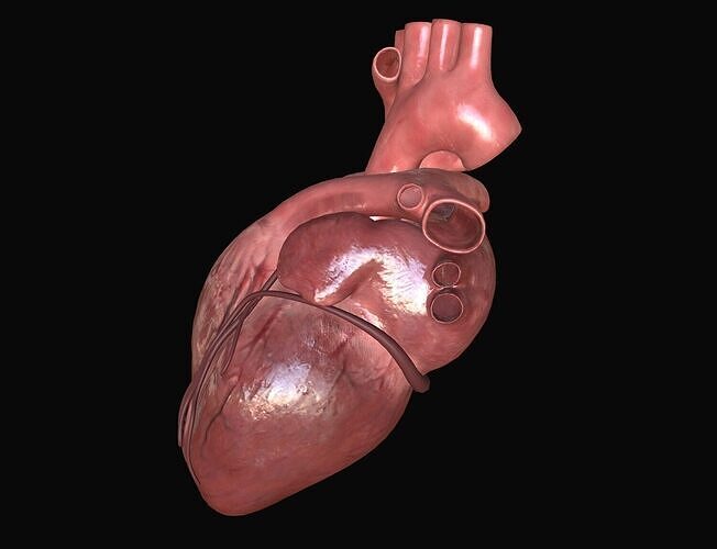 Human Heart Low-poly 3D model