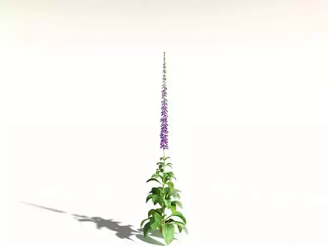 EVERYPlant Common Foxglove -16 Models- 3D model