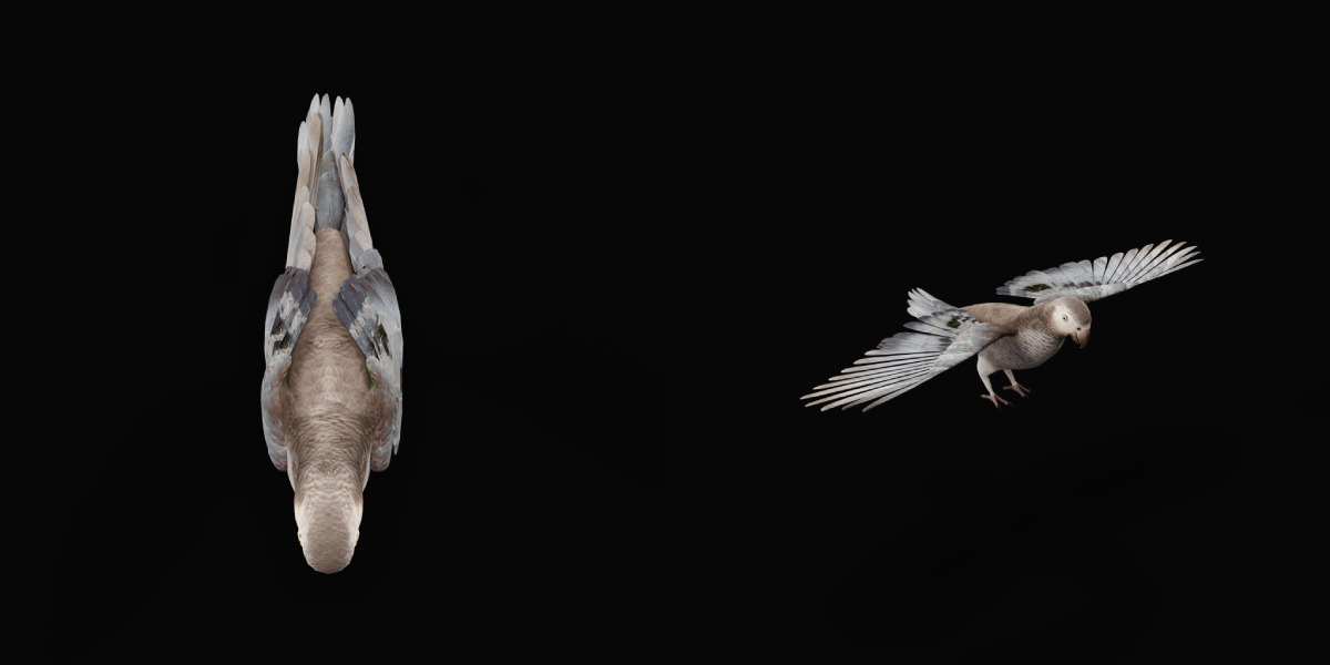 African Congo Grey Parrot Low-poly 3D model_7