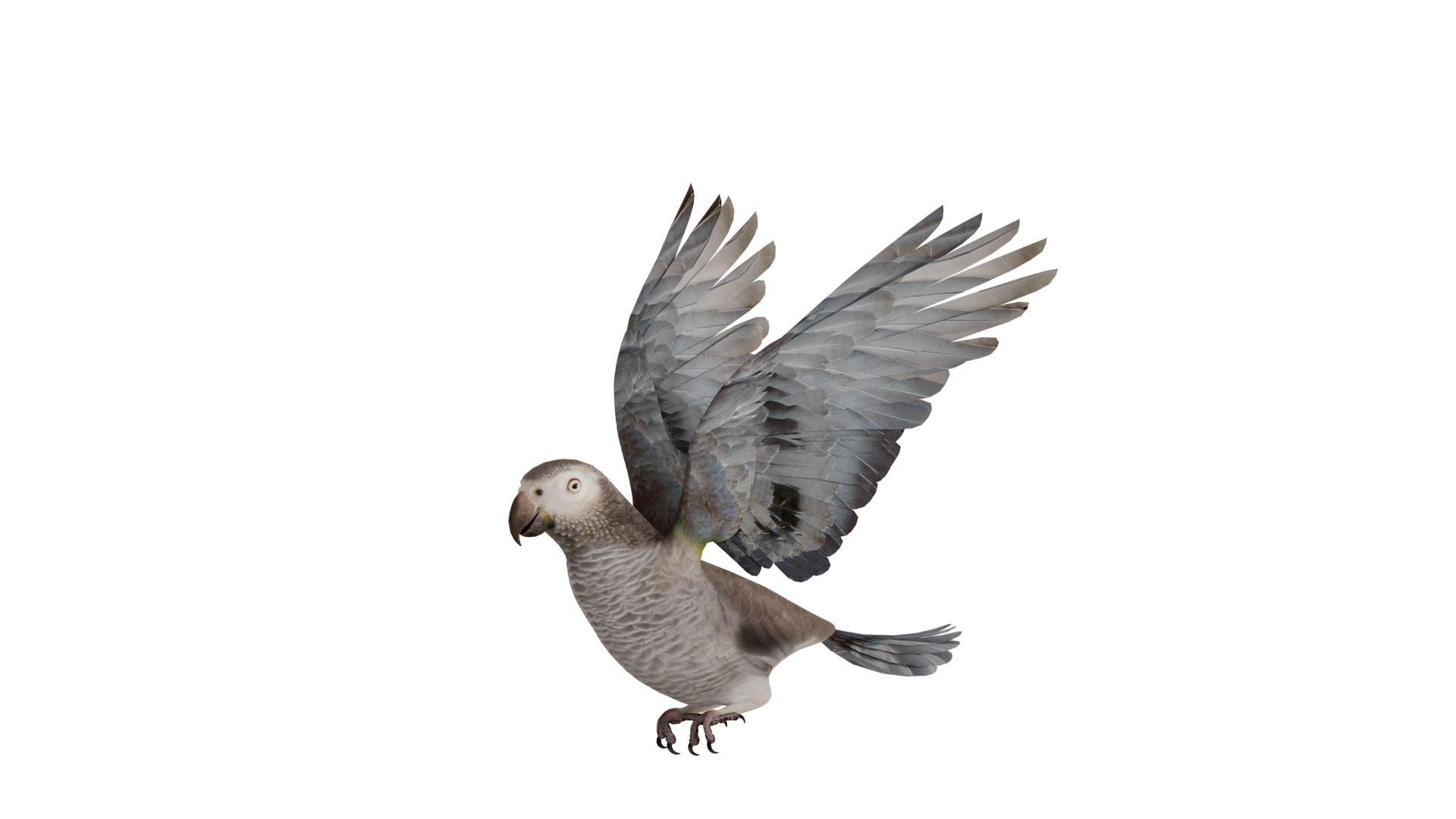 African Congo Grey Parrot Low-poly 3D model_64