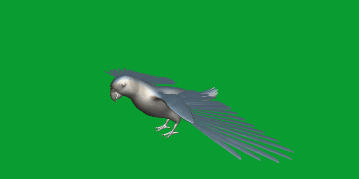 African Congo Grey Parrot Low-poly 3D model_22