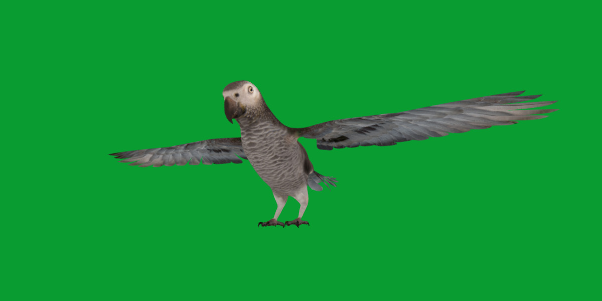 African Congo Grey Parrot Low-poly 3D model_13