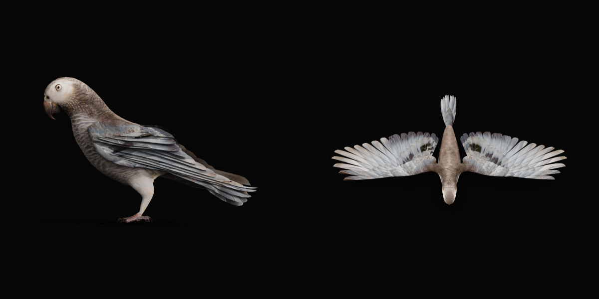 African Congo Grey Parrot Low-poly 3D model_45