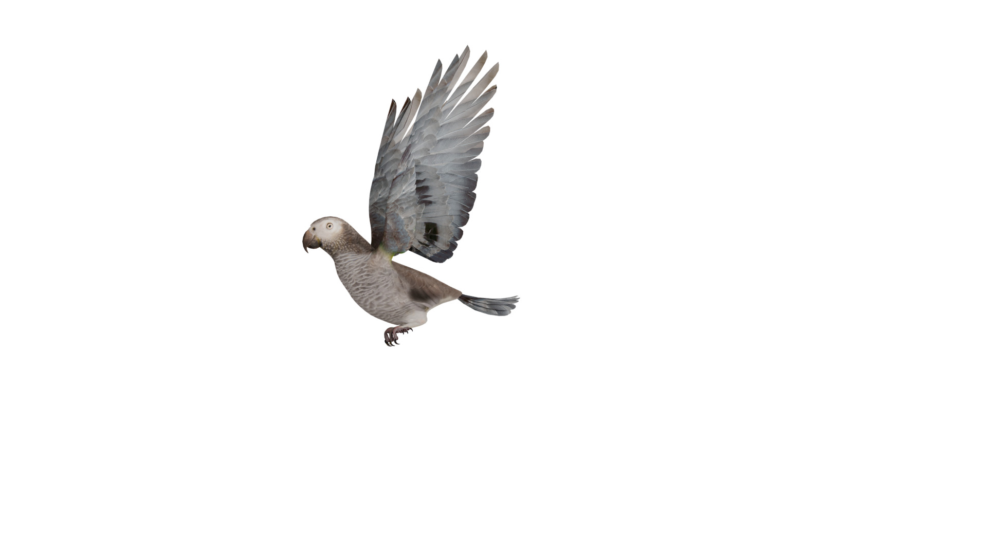 African Congo Grey Parrot Low-poly 3D model_53