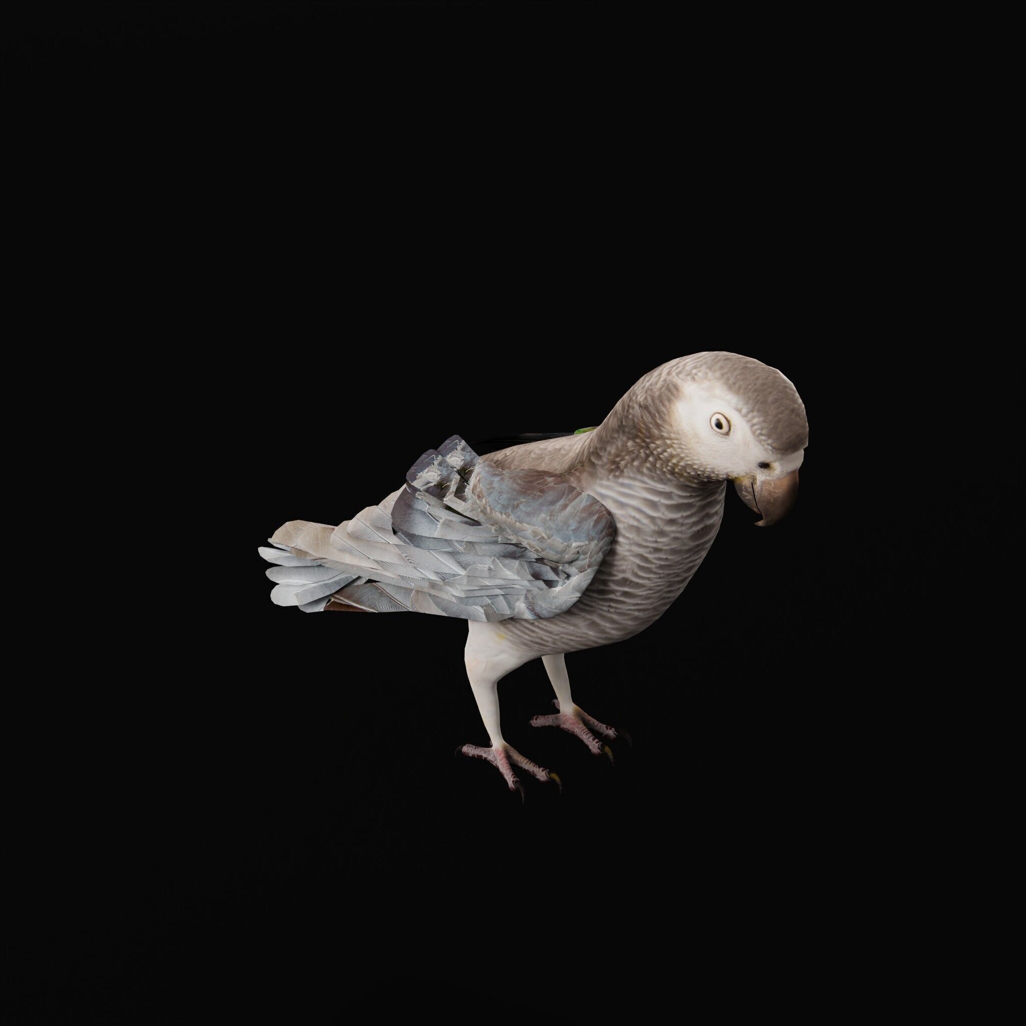African Congo Grey Parrot Low-poly 3D model_51