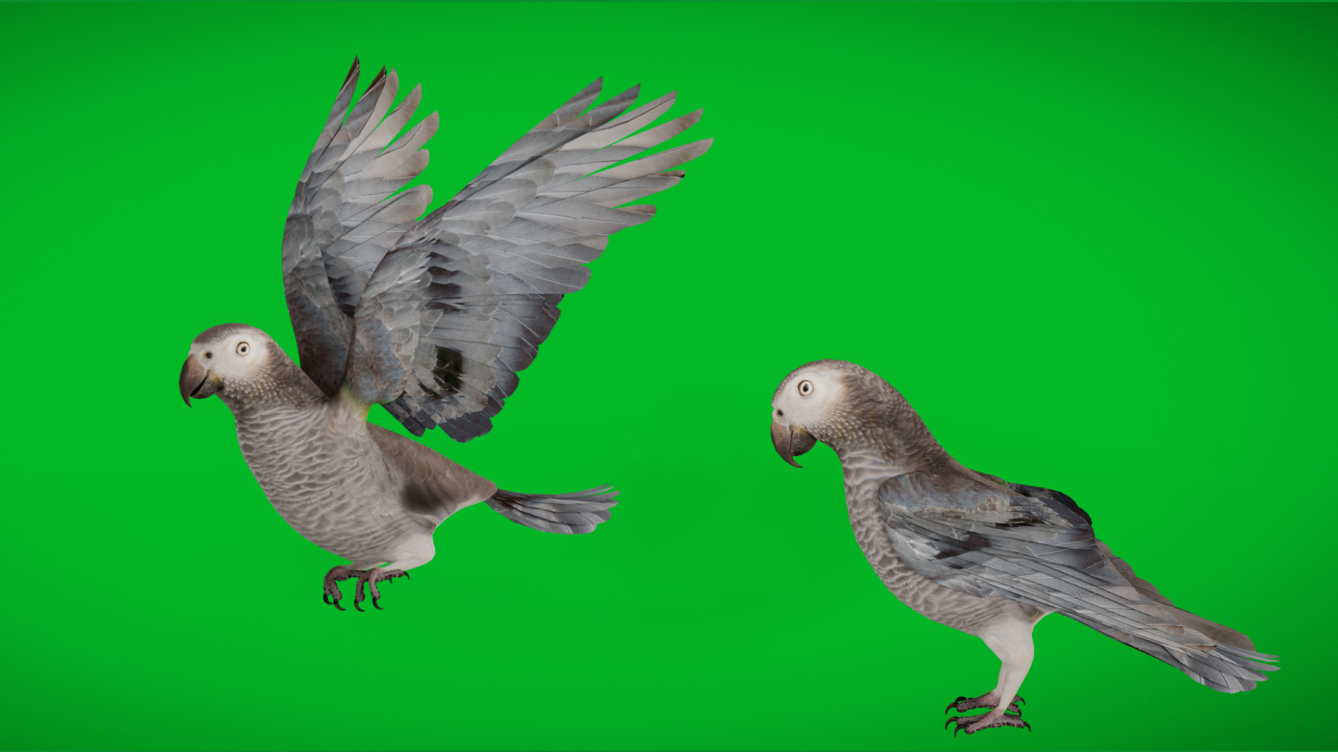African Congo Grey Parrot Low-poly 3D model_49