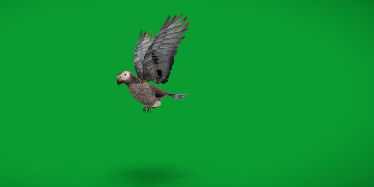 African Congo Grey Parrot Low-poly 3D model_35