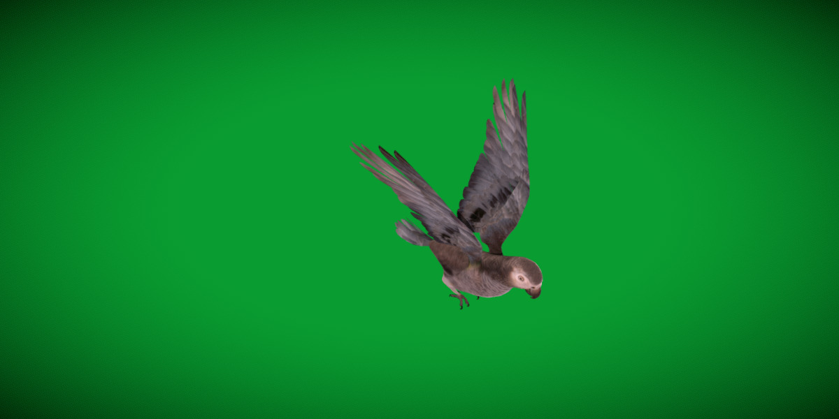 African Congo Grey Parrot Low-poly 3D model_46