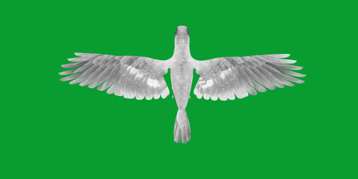 African Congo Grey Parrot Low-poly 3D model_18