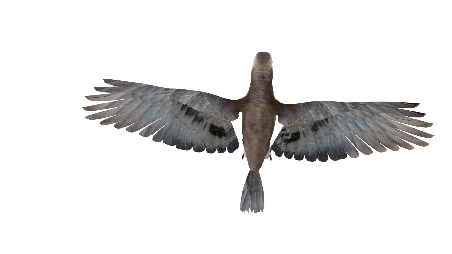 African Congo Grey Parrot Low-poly 3D model_62