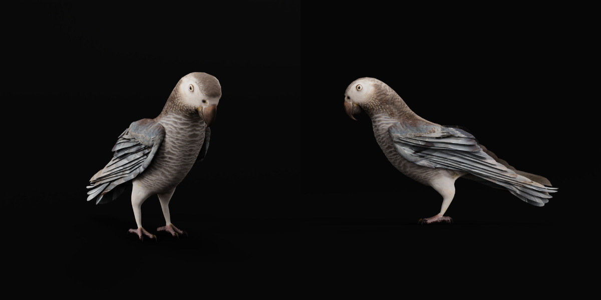 African Congo Grey Parrot Low-poly 3D model_19