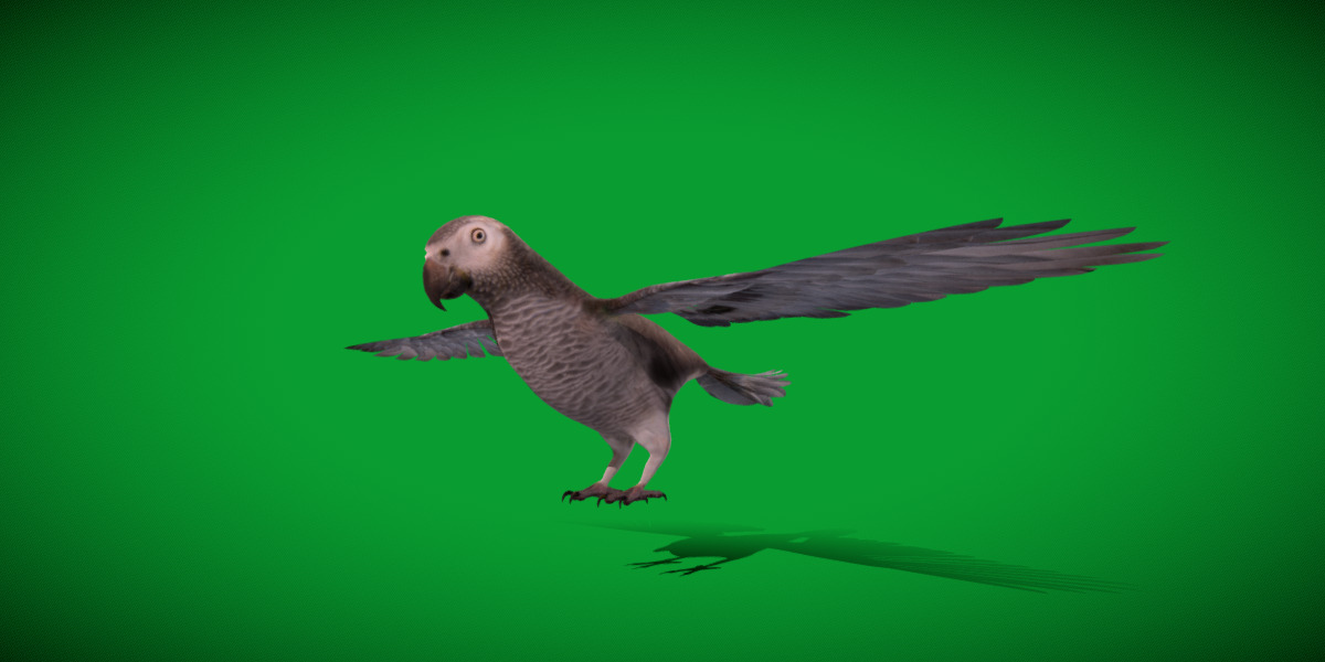 African Congo Grey Parrot Low-poly 3D model_9