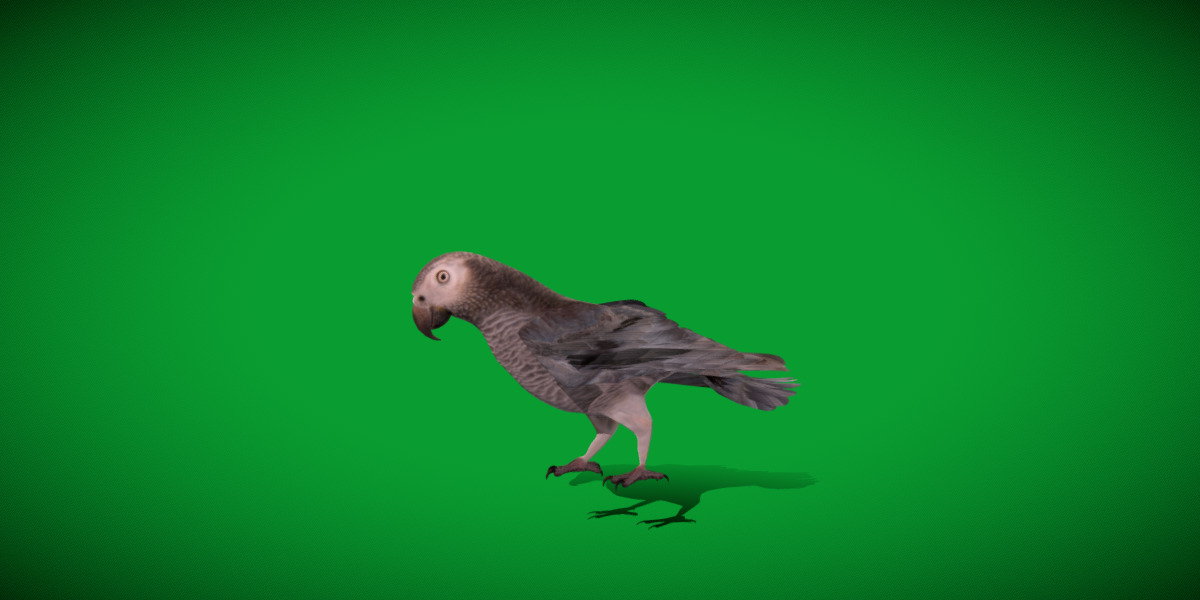 African Congo Grey Parrot Low-poly 3D model_6