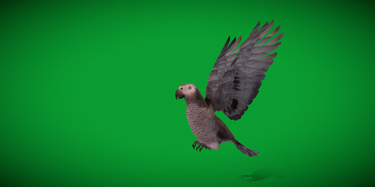 African Congo Grey Parrot Low-poly 3D model_42