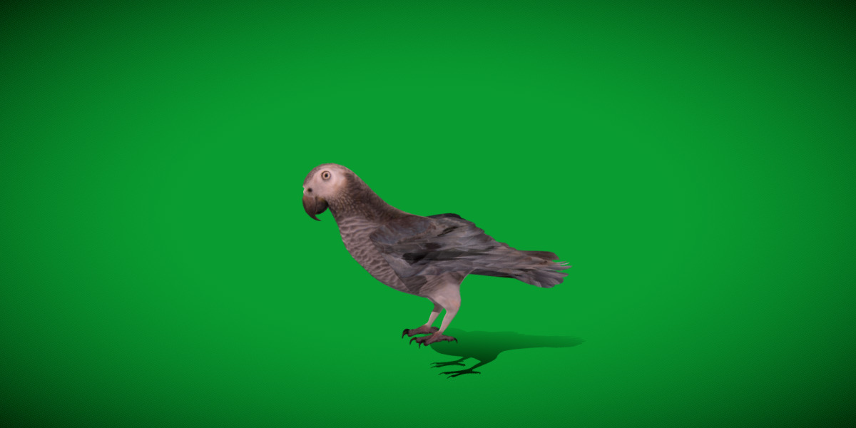 African Congo Grey Parrot Low-poly 3D model_48
