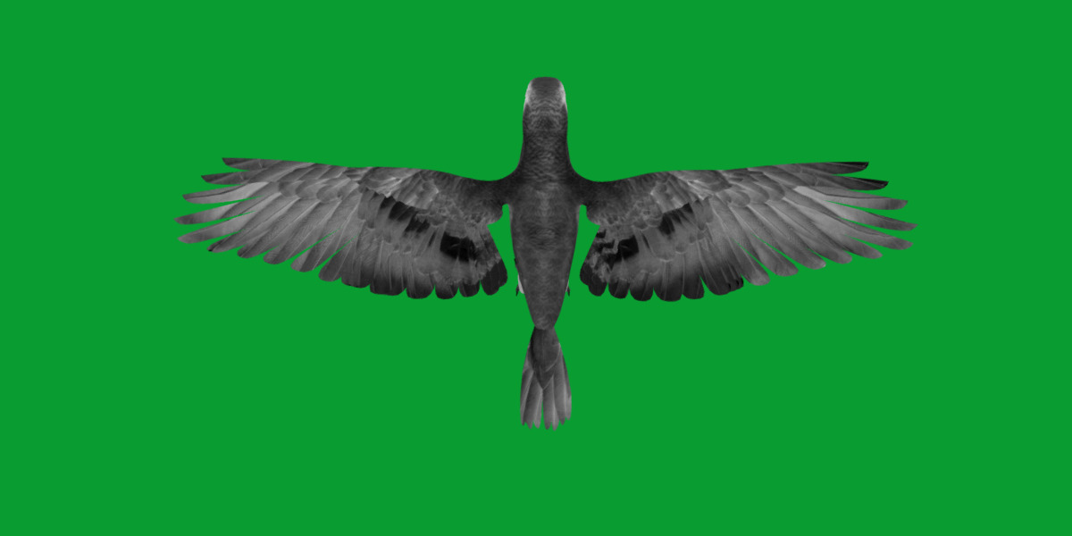 African Congo Grey Parrot Low-poly 3D model_20