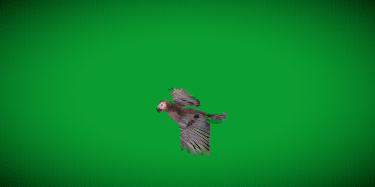 African Congo Grey Parrot Low-poly 3D model_8