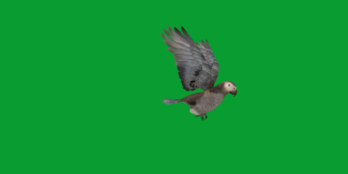 African Congo Grey Parrot Low-poly 3D model_44