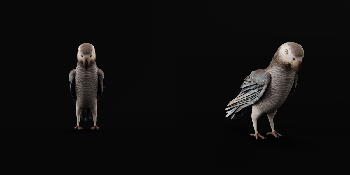 African Congo Grey Parrot Low-poly 3D model_14