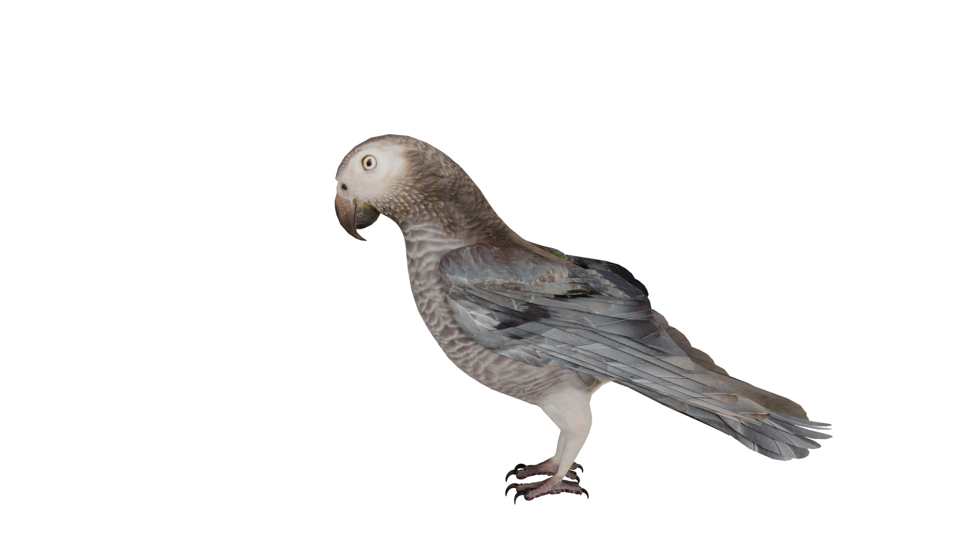 African Congo Grey Parrot Low-poly 3D model_60