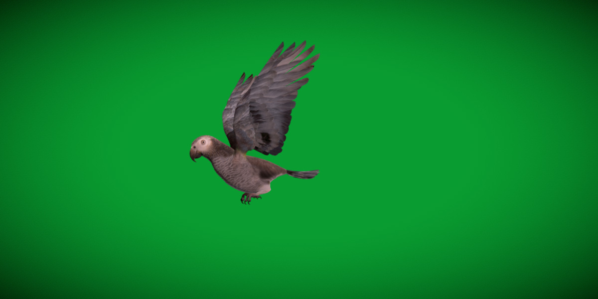 African Congo Grey Parrot Low-poly 3D model_17