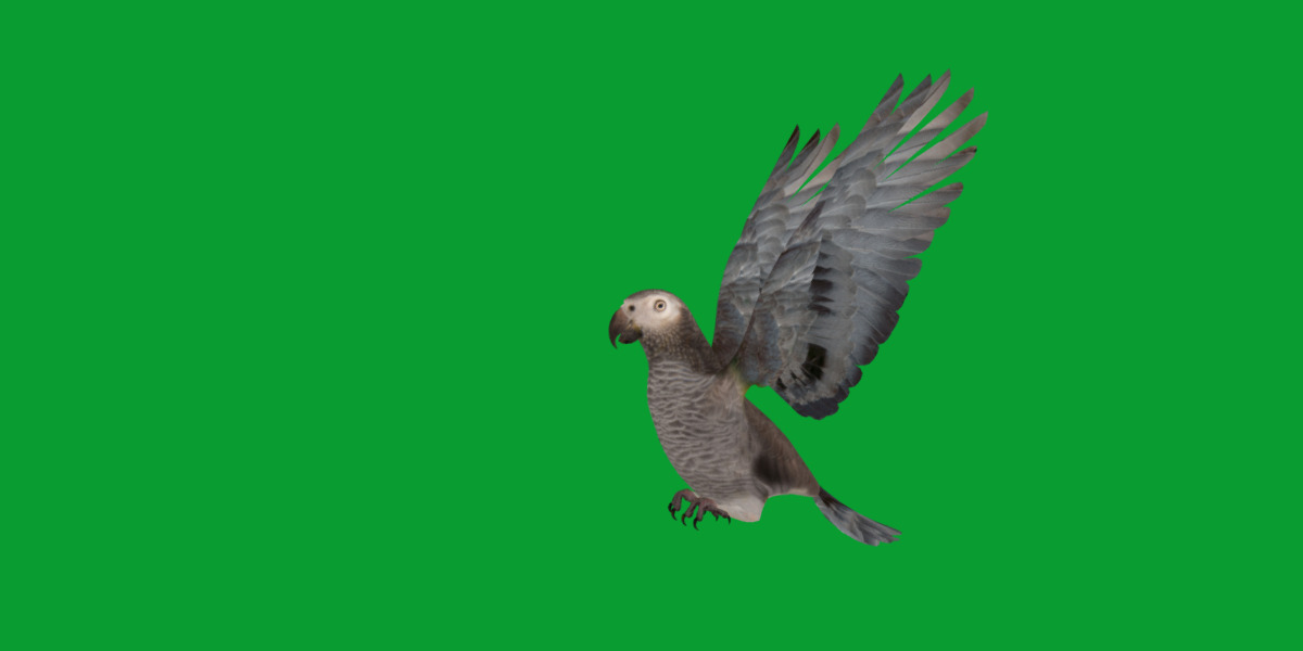 African Congo Grey Parrot Low-poly 3D model_41