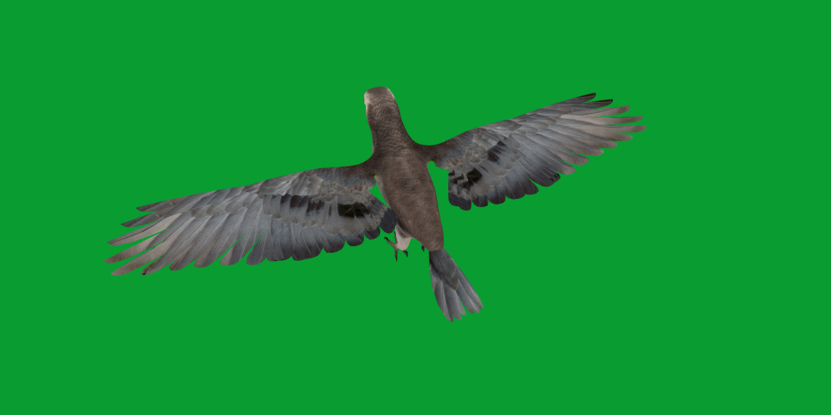 African Congo Grey Parrot Low-poly 3D model_12