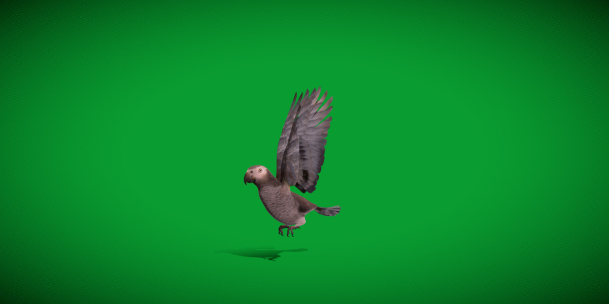 African Congo Grey Parrot Low-poly 3D model_47