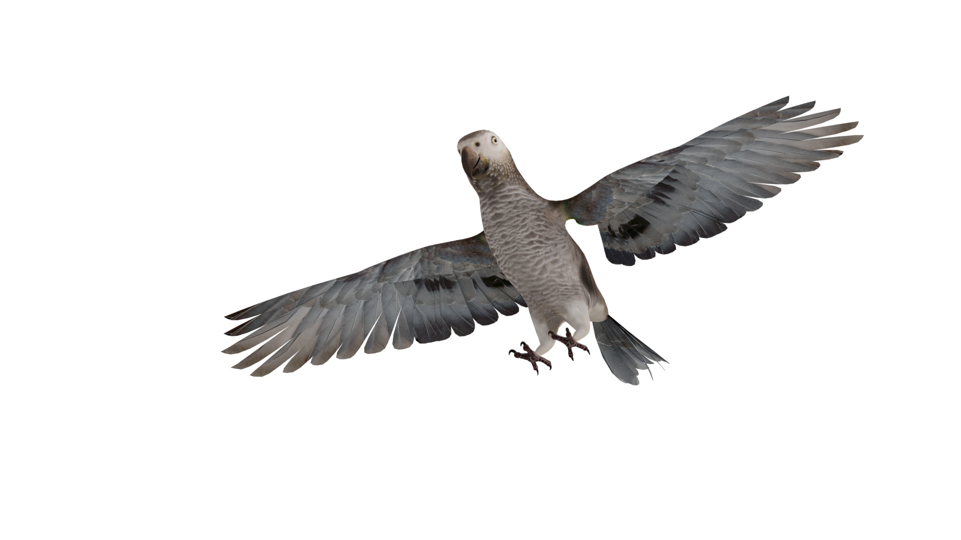 African Congo Grey Parrot Low-poly 3D model_61