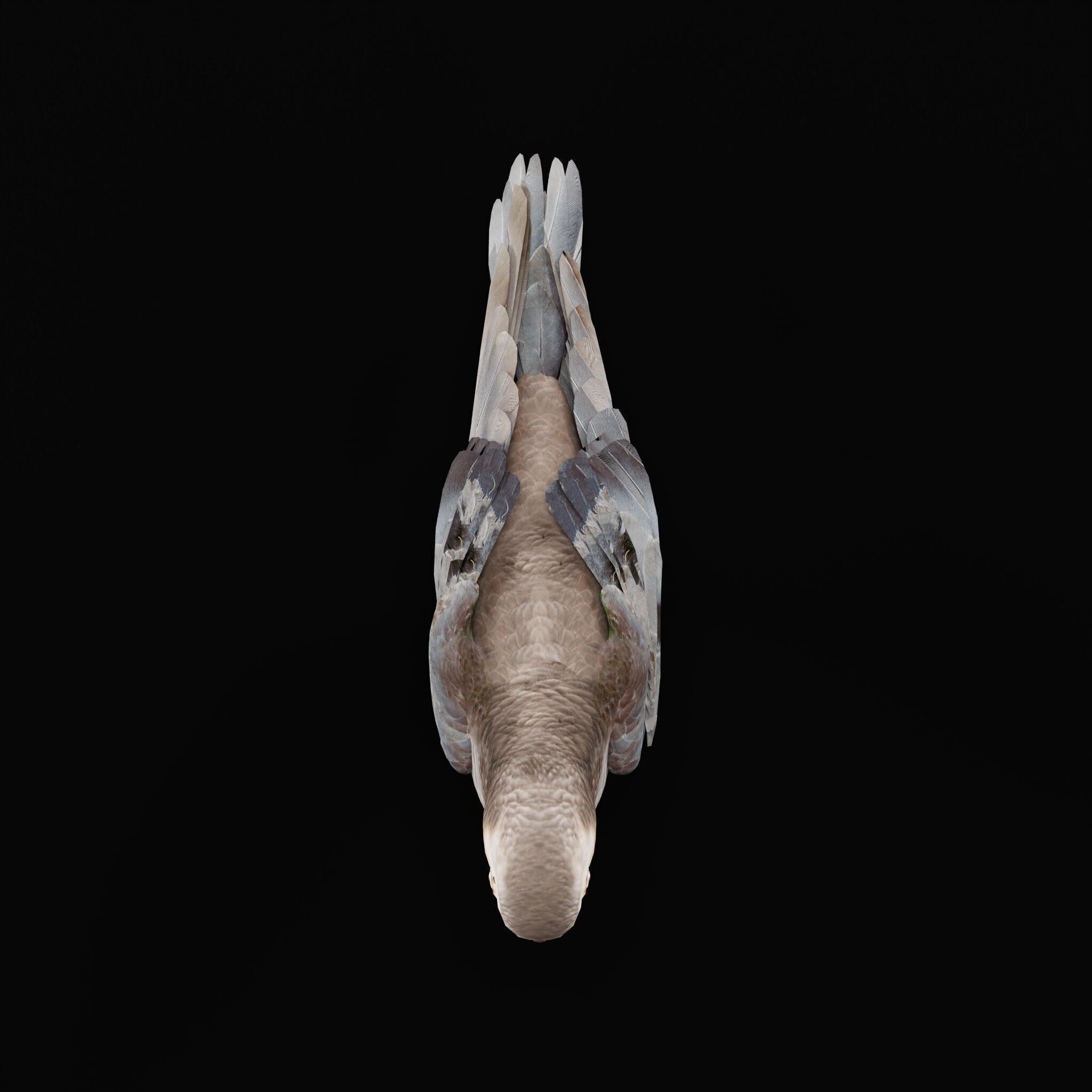 African Congo Grey Parrot Low-poly 3D model_57