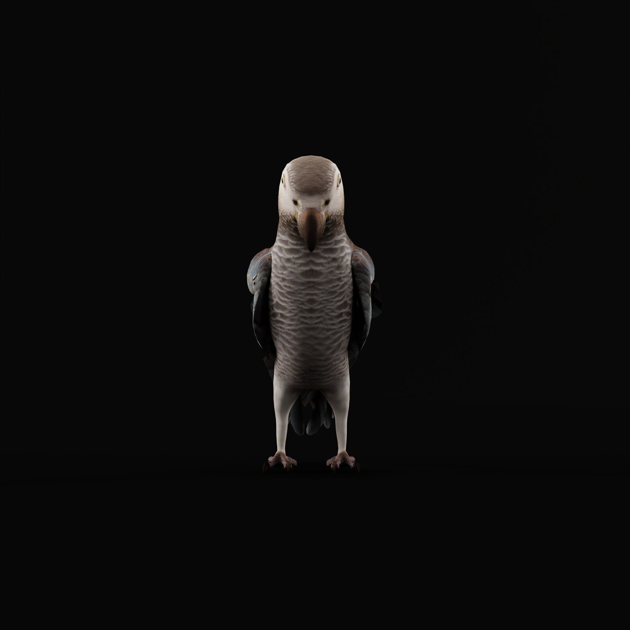 African Congo Grey Parrot Low-poly 3D model_52