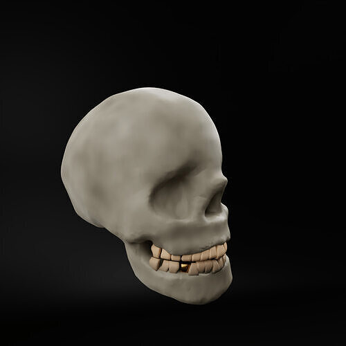Skull 3D model