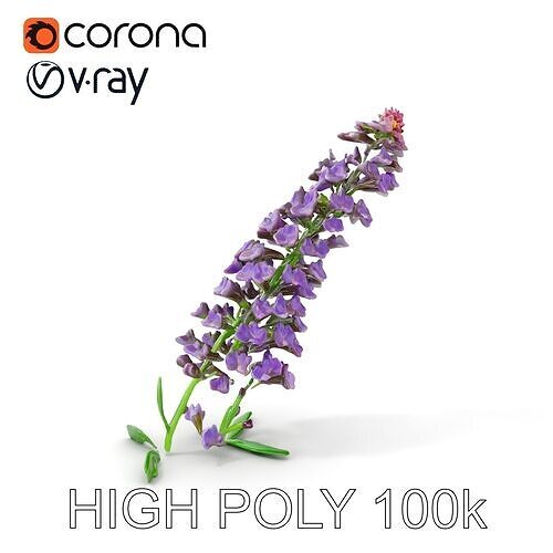 Lavender Flower Model Pack for Realistic Rendering Low-poly 3D model
