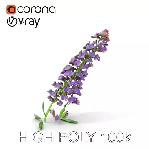 Lavender Flower Model Pack for Realistic Rendering Low-poly 3D model