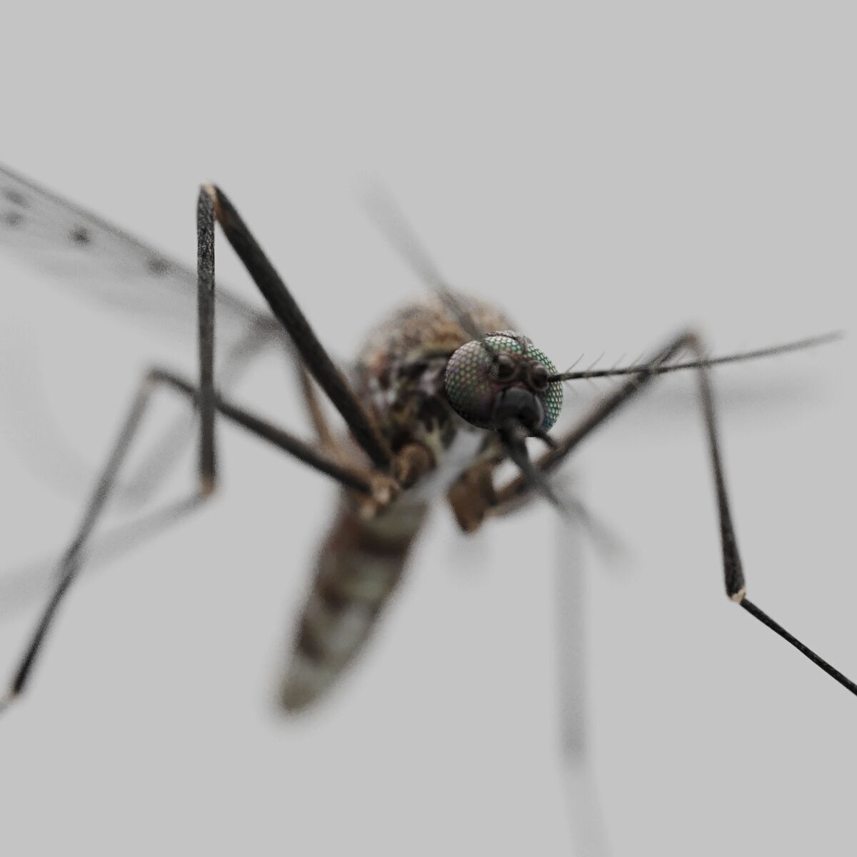 Realistic Mosquito 3D Model  Game Ready Low-poly 3D model_6