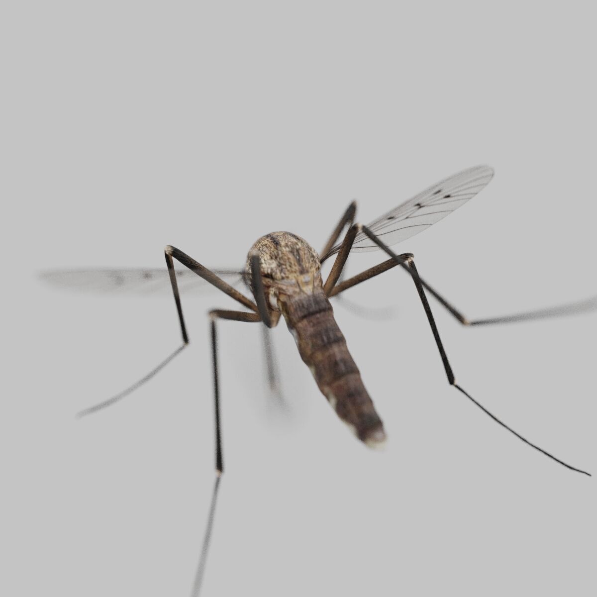 Realistic Mosquito 3D Model  Game Ready Low-poly 3D model_4