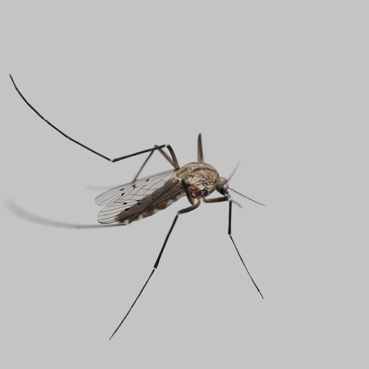 Realistic Mosquito 3D Model  Game Ready Low-poly 3D model_3