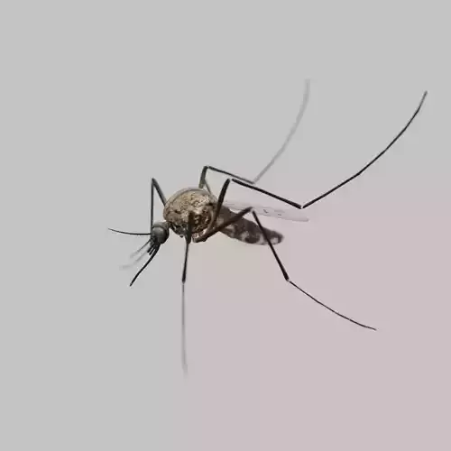 Realistic Mosquito 3D Model  Game Ready Low-poly 3D model
